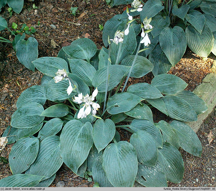 Hosta Silvery Slugproof