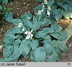 Hosta Silvery Slugproof