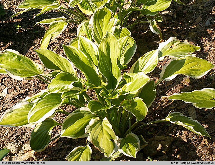 Hosta So Sweet