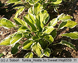 Hosta So Sweet