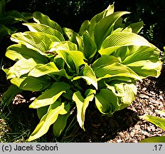 Hosta Sun Power