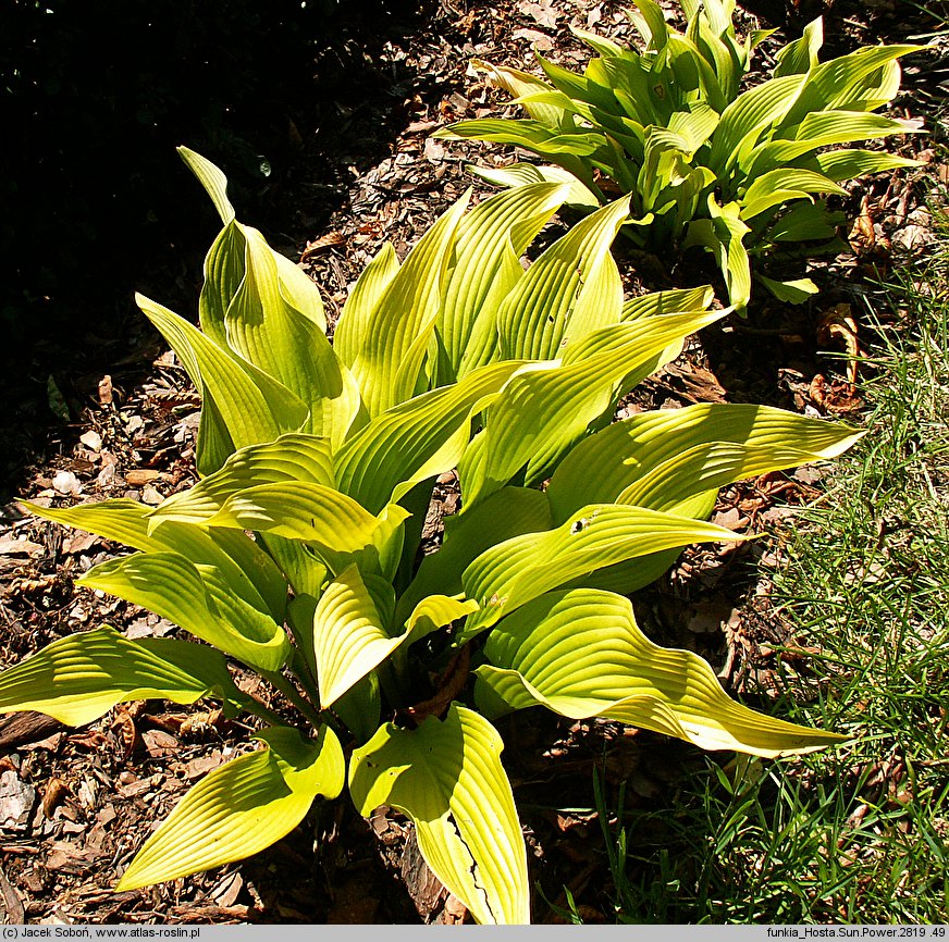 Hosta Sun Power