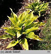 Hosta Sun Power