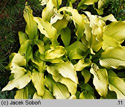 Hosta Sun Power