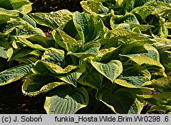 Hosta Wide Brim