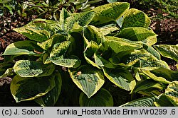 Hosta Wide Brim