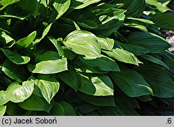 Hosta clausa var. normalis