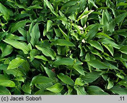 Hosta clausa var. stolonifera