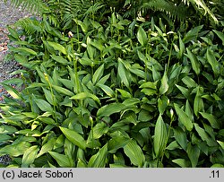 Hosta clausa var. stolonifera