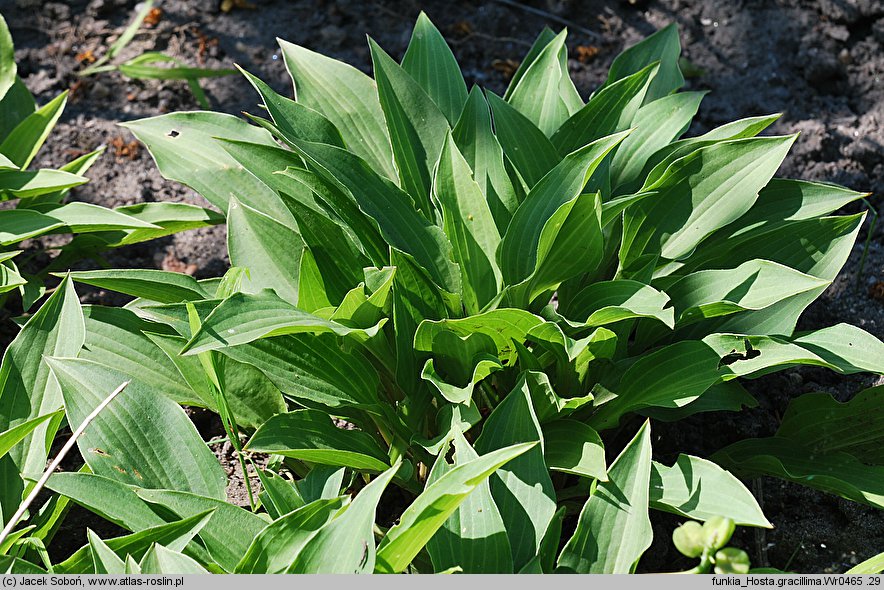 Hosta gracillima (funkia najdrobniejsza)