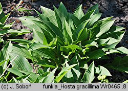 Hosta gracillima (funkia najdrobniejsza)