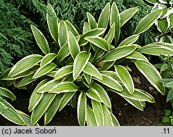 Hosta rectifolia var. chionea (funkia prostolistna)