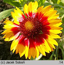 Gaillardia aristata (gailardia oścista)