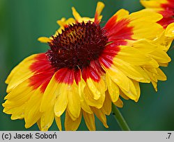 Gaillardia aristata (gailardia oścista)