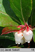 Gaultheria procumbens (golteria pełzająca)