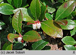 Gaultheria procumbens (golteria pełzająca)