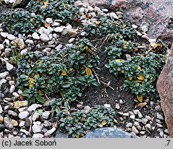 Arabis alpina ssp. brevifolia (gęsiówka alpejska krótkolistna)