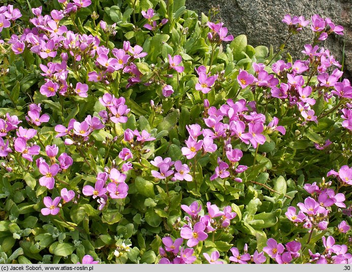 Arabis caucasica Hedi