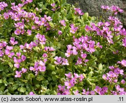 Arabis caucasica Hedi