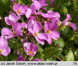 Arabis caucasica Hedi