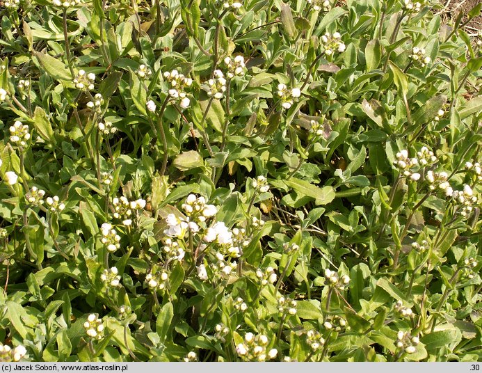 Arabis caucasica Plena