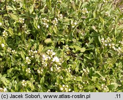 Arabis caucasica Plena