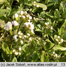 Arabis caucasica Plena