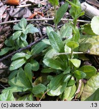 Arabis hirsuta