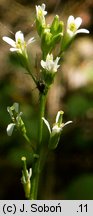 Arabis hirsuta