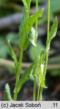 Arabis hirsuta