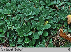 Arabis aubrietioides (gęsiówka żagwinowata)