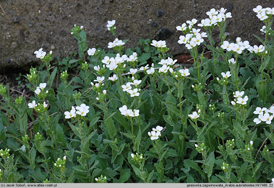 Arabis aubrietioides (gęsiówka żagwinowata)