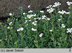 Arabis aubrietioides (gęsiówka żagwinowata)