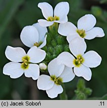 Arabis aubrietioides (gęsiówka żagwinowata)