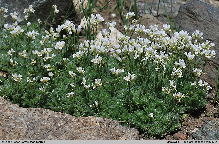 Arabis androsacea (gęsiówka naradkowa)