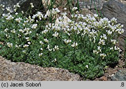 Arabis androsacea (gęsiówka naradkowa)