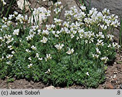 Arabis androsacea (gęsiówka naradkowa)