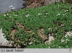 Arabis ×wilczekii (gęsiówka Wilczka)