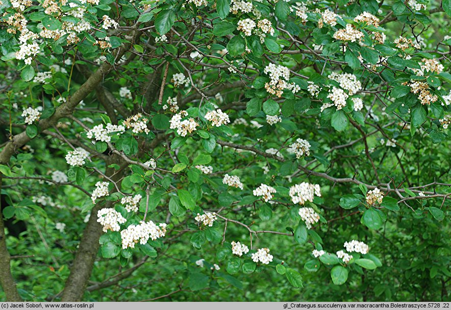 Crataegus succulenta (głóg soczysty)