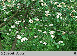 Crataegus succulenta (głóg soczysty)