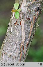 Crataegus succulenta (głóg soczysty)