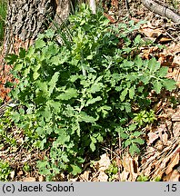 Chelidonium majus (glistnik jaskółcze ziele)