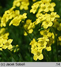 Draba bruniifolia (głodek kaukaski)