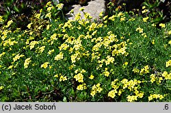 Draba bruniifolia (głodek kaukaski)