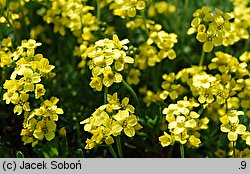 Draba bruniifolia (głodek kaukaski)