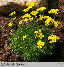 Draba bruniifolia (głodek kaukaski)