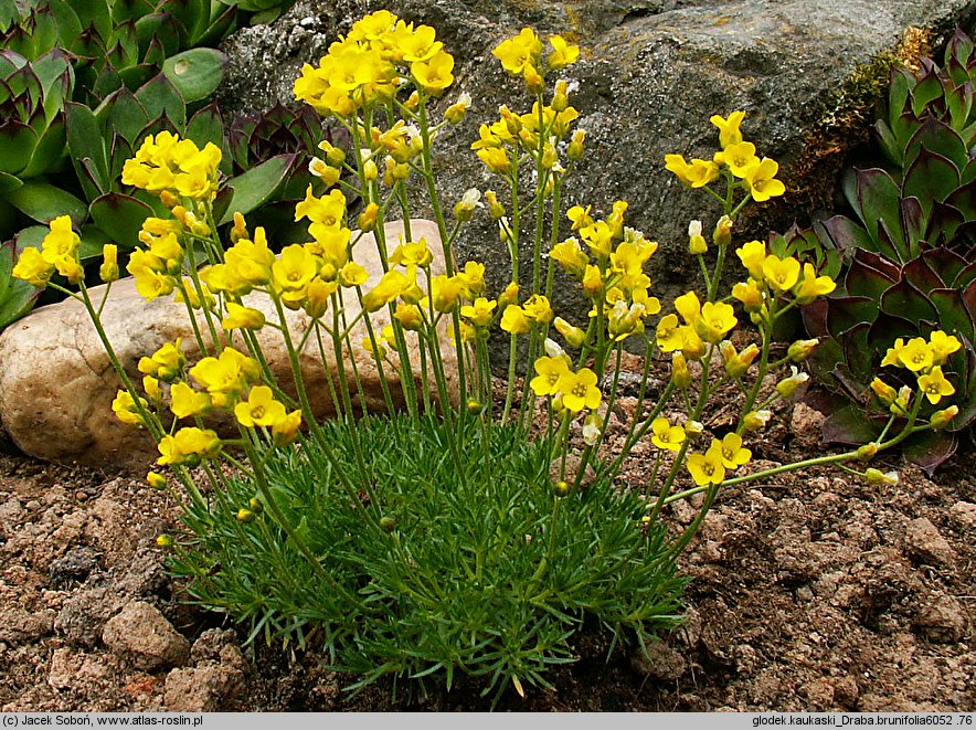 Draba bruniifolia (głodek kaukaski)