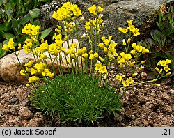 Draba bruniifolia (głodek kaukaski)