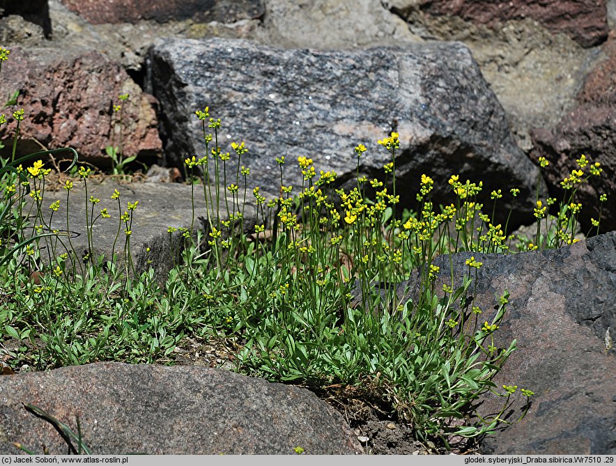 Draba sibirica (głodek syberyjski)