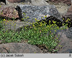 Draba sibirica (głodek syberyjski)